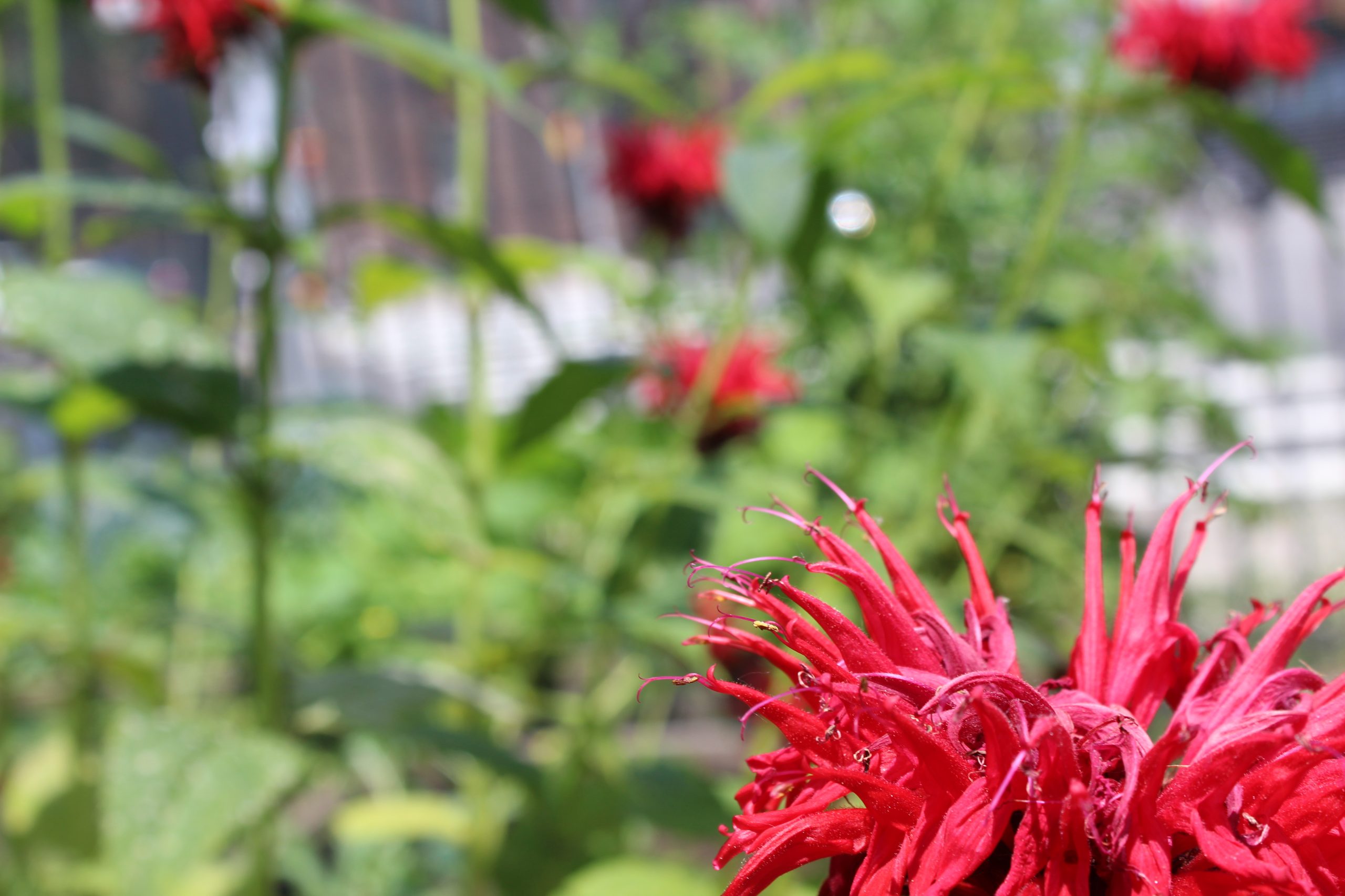 Monthly Gardener Gathering – January 2026