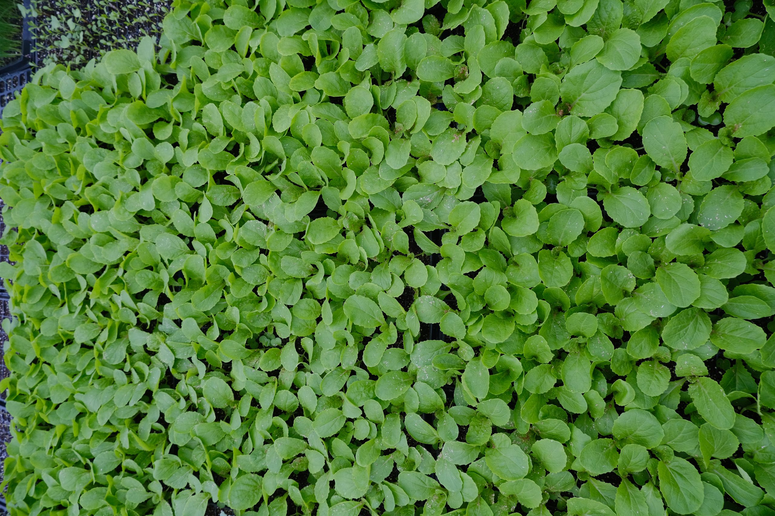 Monthly Gardener Gathering – March 2026